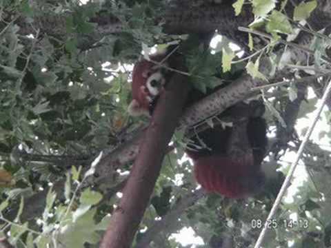 旭川 旭山動物園にて