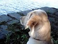 Crying dog