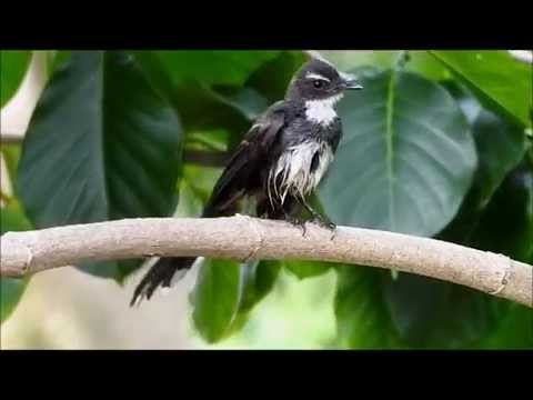 VIDEO : pied fantail @ murai gila - kamaphoto - using nikon coolpix p900. ...