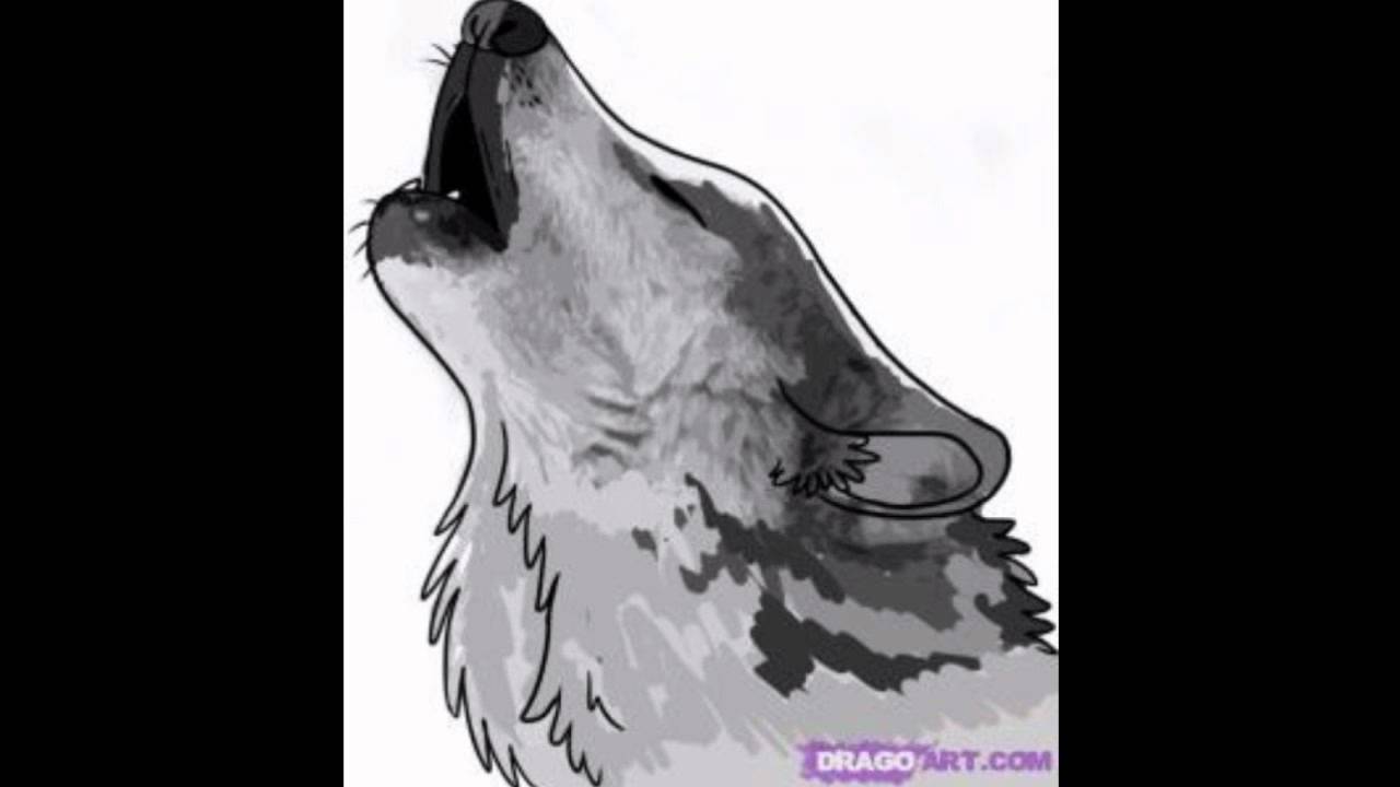 ¿Como Dibujar un Lobo? - How To Draw a Wolf ? - YouTube