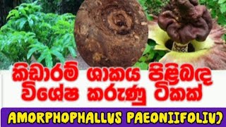 කඩරම ශකය පළබඳ වශෂ කරණ ටකක Kidaram Amorphophallus Paeoniifoliu