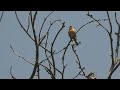 Primavera - petirojo americano - robin americano - american robin