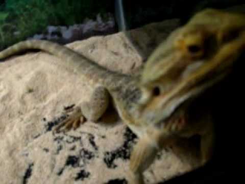 my bearded dragons