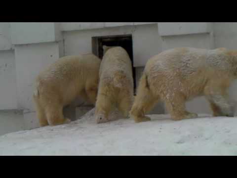 Polar Bear 20100203 イコロとキロル＆ララ（円山動物園）