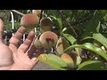 Red Haven peaches, Golden Delicious, Fuji apples, Blueberry update