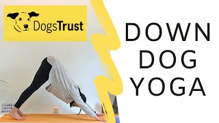 Down Dogs for Dogs Trust | Yoga Challenge | Yoga With Orlaith