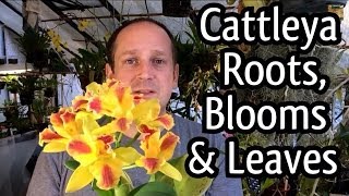 Rescue Cattleya Orchid Care / Cattleya Blooms/ How to regrow Orchid roots and Trim ugly leaves