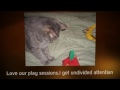 Cat Sitter NYC - In Home Pet Sitting for Your Feline -Chelsea Pet Whisperer