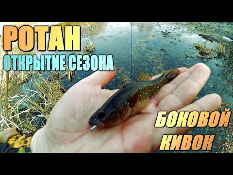 удалить ловля ротана и способы приготовления подросток называет