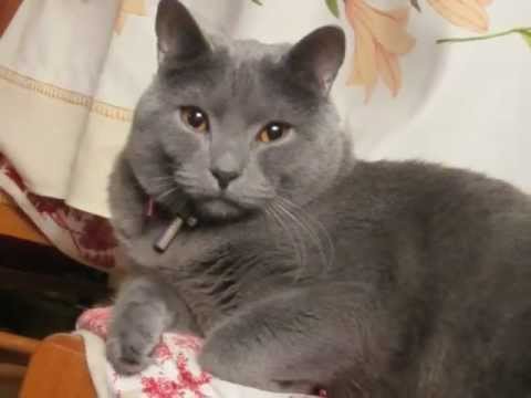 Chat chartreux Eusèbe du lotus d argent dit Bouddha a