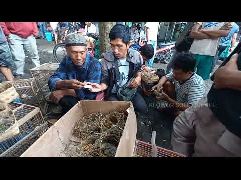BIRDS IN THE MOUNTAINS OF EAST JAVA CHEAP BIRDS. BUYERS QUEUE LIKE QUEUING FOR GOODS