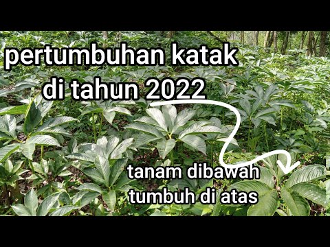 Pertumbuhan katak mini dibawah pohon Sono