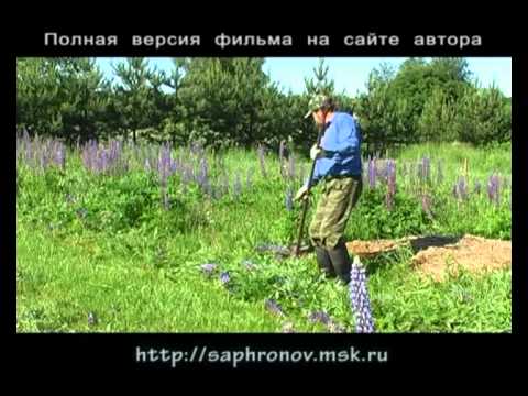 Картофель посадка в сене и соломе Картофель посадка в сене и соломе