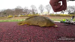 루어낚시로 잉어잡는방법 Catch carp with lure fishing.