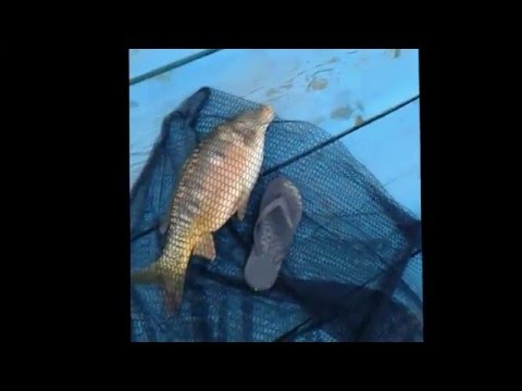 ловля карпа и амура ранней весной видео ловля карпа и амура ранней весной видео