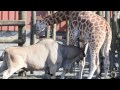 Antelope kills giraffe at Norway zoo