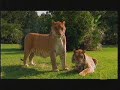 TubeChop - Liger on National Geographic Ultimate Cat (02:46)