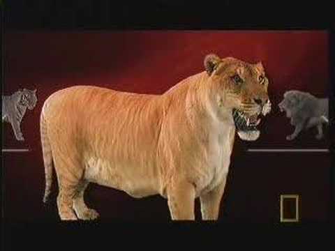 liger and tiger. Video tags: liger lion tiger