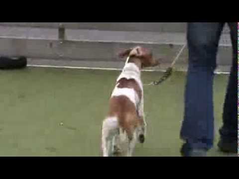 Comment Dresser Un Chien.net :: VideoLike Comment Dresser Un Chien.net :: VideoLike