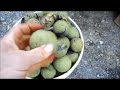 #47 Hulling Black Walnuts