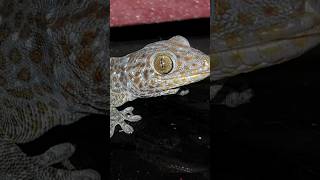 Gecko Sound