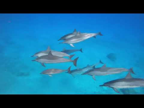 Hawaiian Spinner Dolphins In Oahu (Raw Audio)