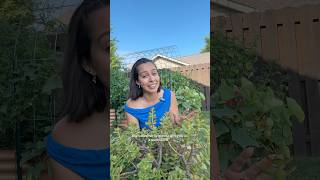 How To Keep Your Succulents Alive And Thriving