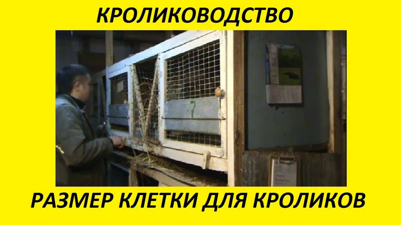 Как сделать клетки 7 Как сделать клетки 16