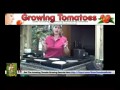 Growing Tomato Plants At Home - Grow Indoor Tomatoes