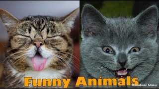 Funny Animals | Hindi dubbed | Talking Animals | Chetan Sehgal Vines - Part 5
