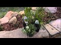 Annuals - Plants For Your Garden Annuals - Plants For Your Garden
