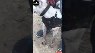 Bull Terrier Parrot
