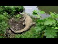 जानवरों के पेट से निकली 5 सबसे अजीब चीज़े WEIRDEST Things Ever Found in Animals