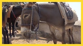 Abused Donkeys Used as Taxis on Santorini