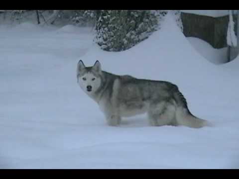 siberian husky puppies in snow. huskies puppies in snow.