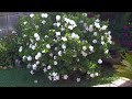 Gardenia cuidados (1).Junio 2011