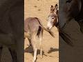 #donkey #shorts #animals #youtubeshorts |.