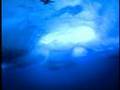 Arctic 2002: Breathtaking Under-Ice Diving Photography