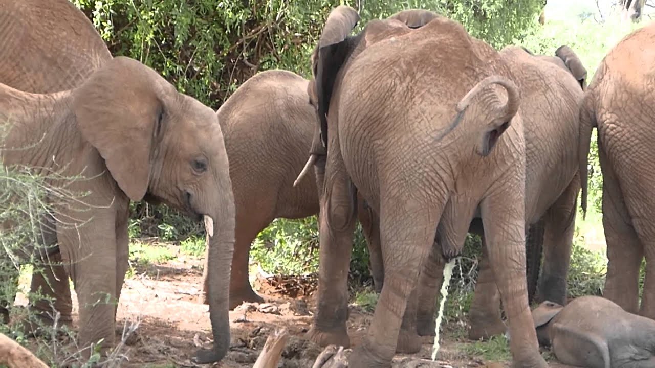 Steaming elephant piss Photos