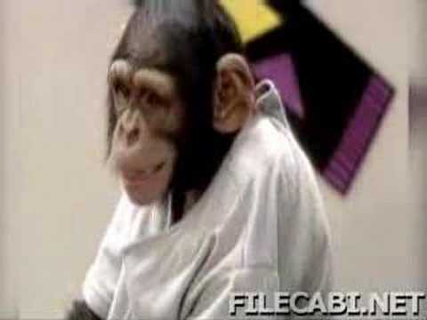 kissing monkeys(very funny)