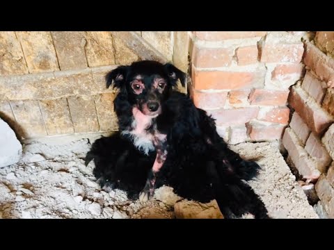Rescued sick dog with 5 puppies