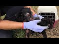 Rescued sick dog with 5 puppies