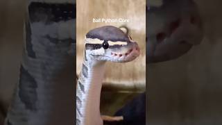 Ball Python Core