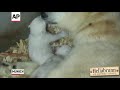 Raw: Polar Bear Cubs Open Eyes for First Time