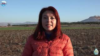 Can Suyu Susuz Tarım Ürünlerimizden Lavanta Hk. Merak Ettiğiniz Her Şey - Dr. Aynur Ece Onur