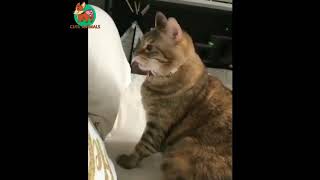 #Funny CATS VIDEO HAPPY MOMENTS!!!!!!!!!!