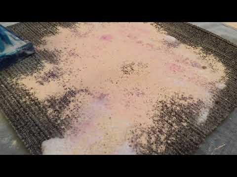 Carpet Scrubbing (Extended w/rinsing)