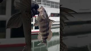 Spotties Crushing The Keitech 4 Easy Shiner