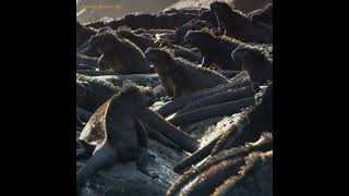 Iguana Laut, Spesies Unik Dari Kepulauan Galapagos.