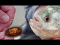Can a Piranha Bite Through Steel? - River Monsters download mp3 dan video Can a Piranha Bite Through Steel? - River Monsters
